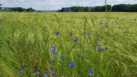 Wunderschöne Kornblumen am Laufwegesrand.  Die Zeit muss sei